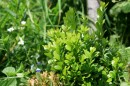 Buchsbaum - Buxus sempervirens * 1327 x 884 * (400KB)